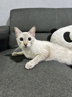 Milky - Siamese + Domestic Short Hair Cat