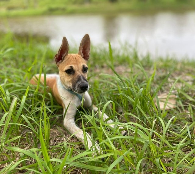 Puppy - Mixed Breed Dog