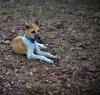 Puppy - Mixed Breed Dog