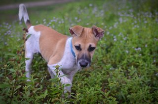 Puppy - Mixed Breed Dog