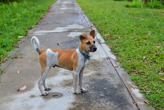 Puppy - Mixed Breed Dog