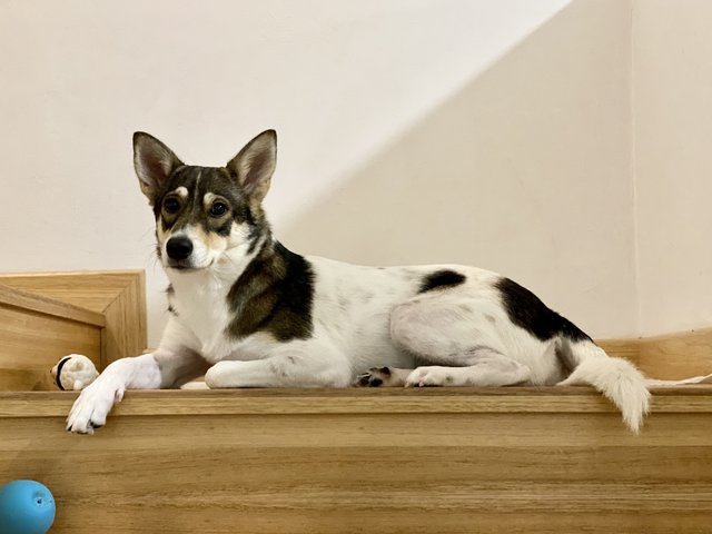 Kimchi  - Mixed Breed Dog