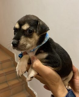 Baby Blue  - Mixed Breed Dog