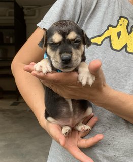 Baby Blue  - Mixed Breed Dog