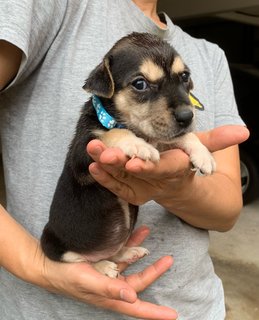 Baby Blue  - Mixed Breed Dog