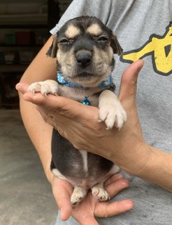 Baby Blue  - Mixed Breed Dog