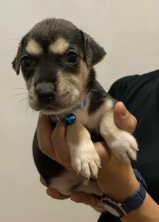 Baby Blue  - Mixed Breed Dog