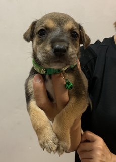 Green Bean  - Mixed Breed Dog