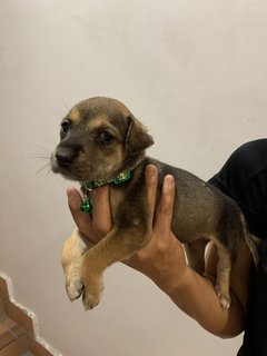 Green Bean  - Mixed Breed Dog