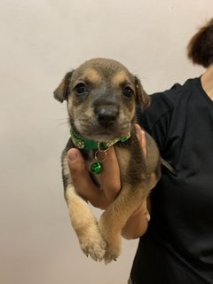 Green Bean  - Mixed Breed Dog