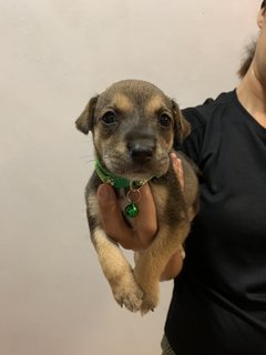 Green Bean  - Mixed Breed Dog