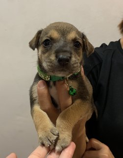 Green Bean  - Mixed Breed Dog