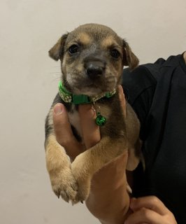 Green Bean  - Mixed Breed Dog