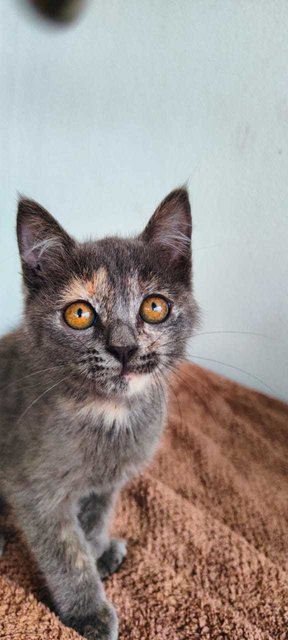 Luna - British Shorthair + Calico Cat