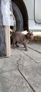 Luna - British Shorthair + Calico Cat