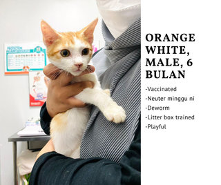 Orange Cat - Domestic Short Hair Cat