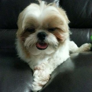 Choco - Shih Tzu Dog