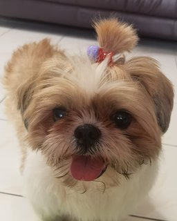 Choco - Shih Tzu Dog