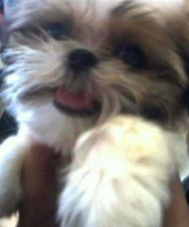 Choco - Shih Tzu Dog