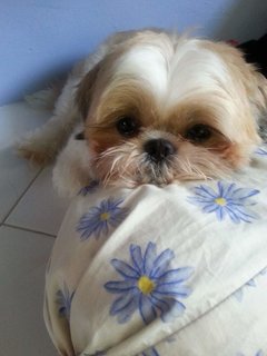 Choco - Shih Tzu Dog