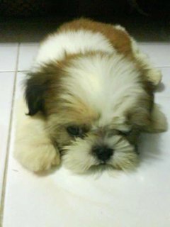 Choco - Shih Tzu Dog