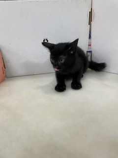 Black Baby Cat - Domestic Short Hair Cat