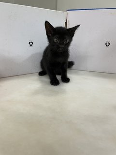 Black Baby Cat - Domestic Short Hair Cat