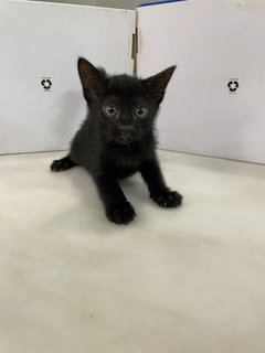 Black Baby Cat - Domestic Short Hair Cat