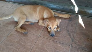 Brown - Mixed Breed Dog