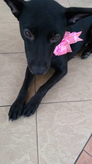 Black  - Mixed Breed Dog