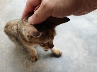 Mini - Domestic Short Hair Cat