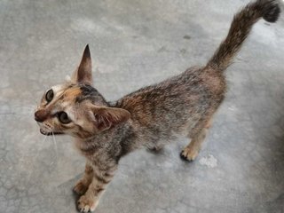 Mini - Domestic Short Hair Cat