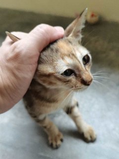 Mini - Domestic Short Hair Cat