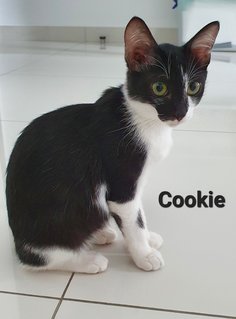 Cookie - Tuxedo Cat