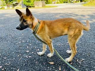 Dior (Spayed) - Belgian Shepherd Malinois Mix Dog