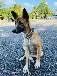 Dior (Spayed) - Belgian Shepherd Malinois Mix Dog