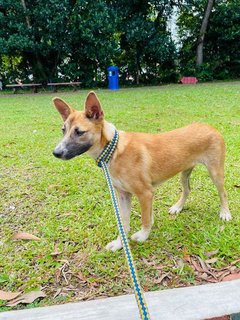 Dior (Spayed) - Belgian Shepherd Malinois Mix Dog