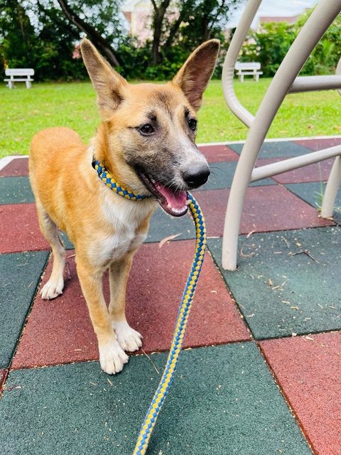 Dior (Spayed) - Belgian Shepherd Malinois Mix Dog