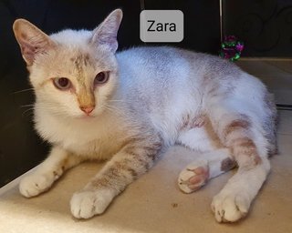 Zara - Domestic Short Hair Cat