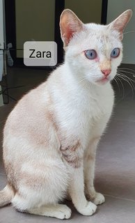 Zara - Domestic Short Hair Cat