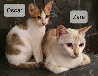 Zara - Domestic Short Hair Cat