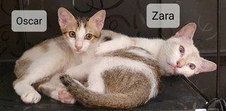 Zara - Domestic Short Hair Cat