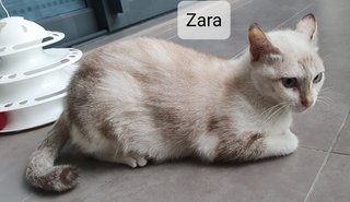 Zara - Domestic Short Hair Cat