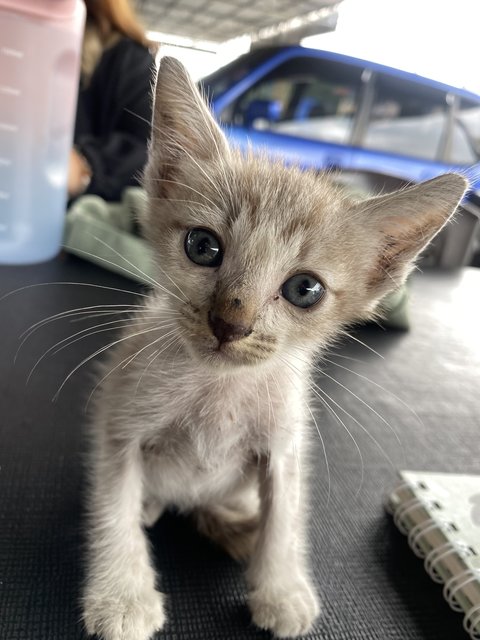 Meow - Domestic Short Hair Cat