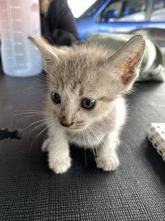 Meow - Domestic Short Hair Cat