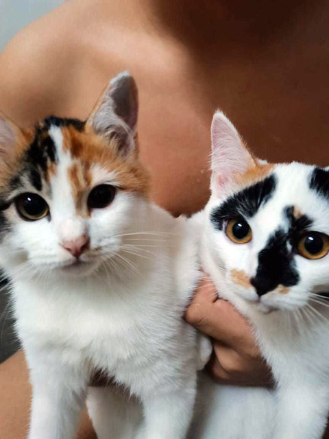 Munchy And Oreo (Sisters) - Domestic Short Hair Cat