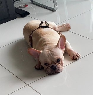 Tyson - French Bulldog Dog