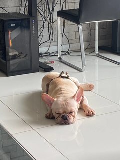 Tyson - French Bulldog Dog