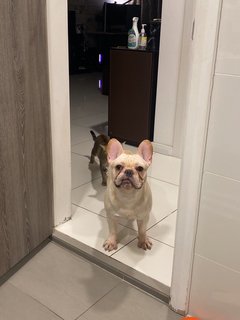 Tyson - French Bulldog Dog