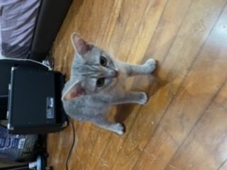 Lily - Domestic Short Hair + British Shorthair Cat